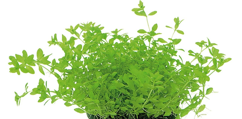 Easy Grow 79 Micranthmum Micranthemoides - In Vitro