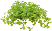 Easy Grow 81 Micrantemum Monte Carlo - In Vitro