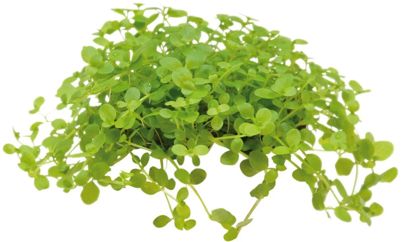 Easy Grow 81 Micrantemum Monte Carlo - In Vitro