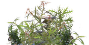 Easy Grow 93 Proserpinaca Palustris - In Vitro