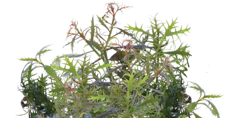 Easy Grow 93 Proserpinaca Palustris - In Vitro