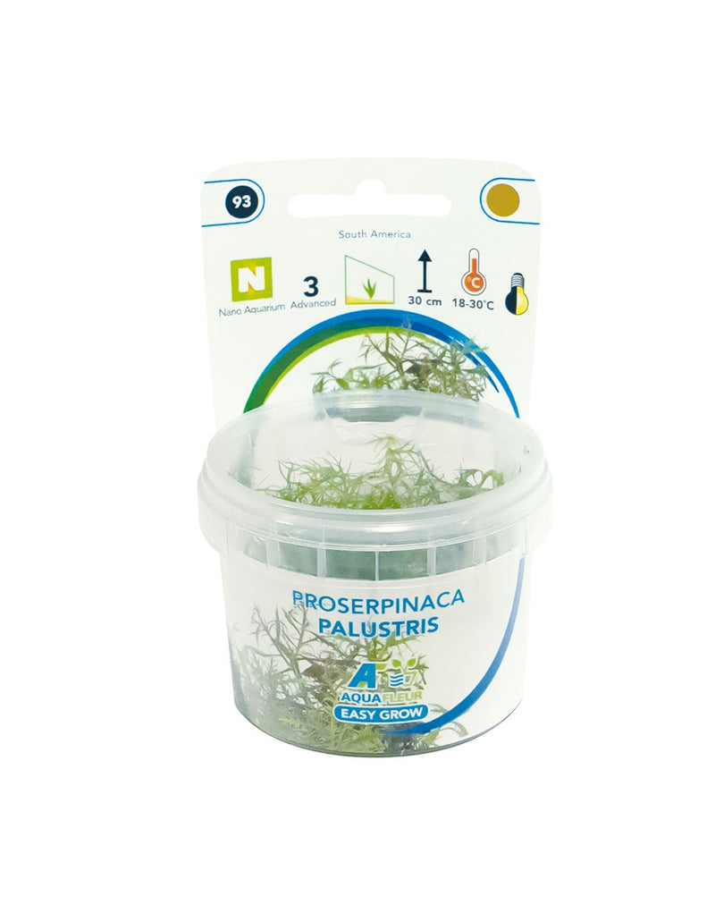 Easy Grow 93 Proserpinaca Palustris - In Vitro cup
