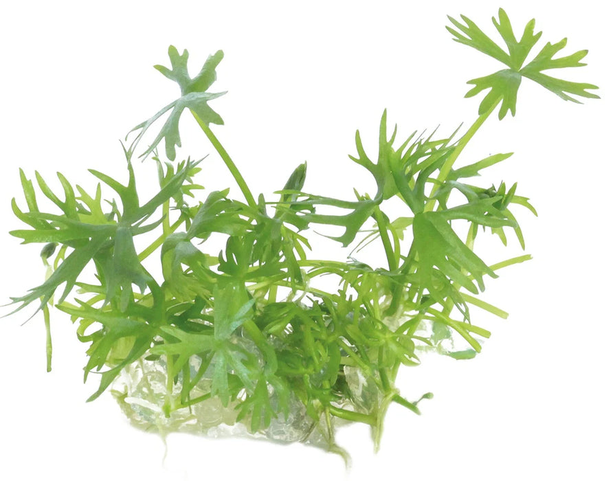Easy Grow 95 Ranunculus Inundatus - In Vitro Aquariumplanten