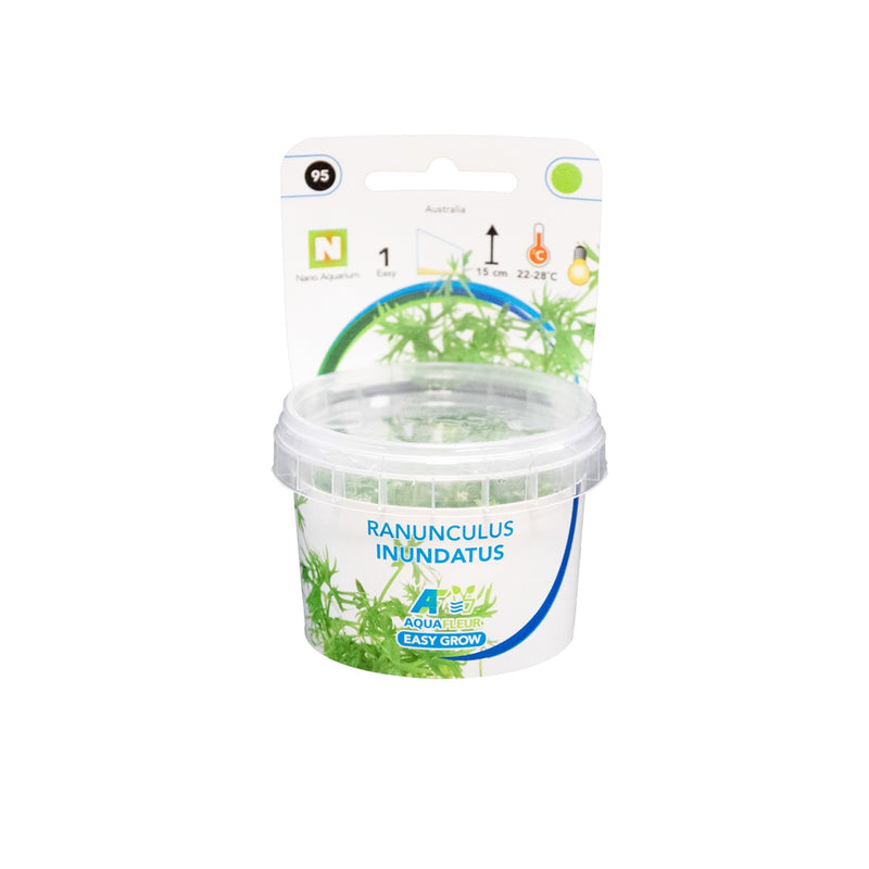 Easy Grow 95 Ranunculus Inundatus - In Vitro cup Aquariumplanten
