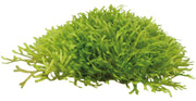 Easy Grow 97 Riccia Fluitans - In Vitro