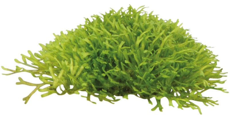 Easy Grow 97 Riccia Fluitans - In Vitro