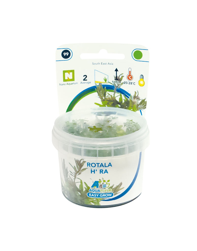 Easy Grow 99 Rotala H´ra - In Vitro cup