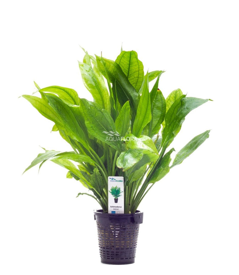 Echinodorus Bleheri XL Aquariumplanten