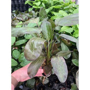 Echinodorus Fancy Twist