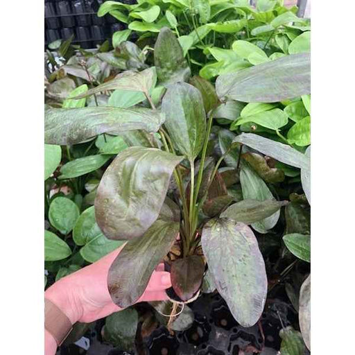 Echinodorus Fancy Twist