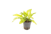 Echinodorus Major - Aquascape -Aquariumplanten