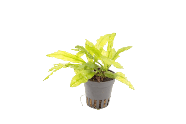 Echinodorus Major - Aquascape -Aquariumplanten