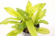 Echinodorus Major