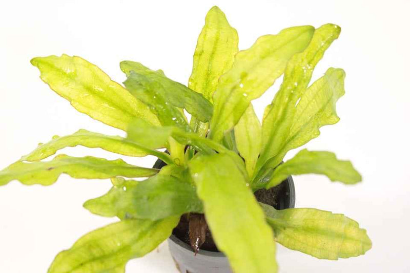Echinodorus Major