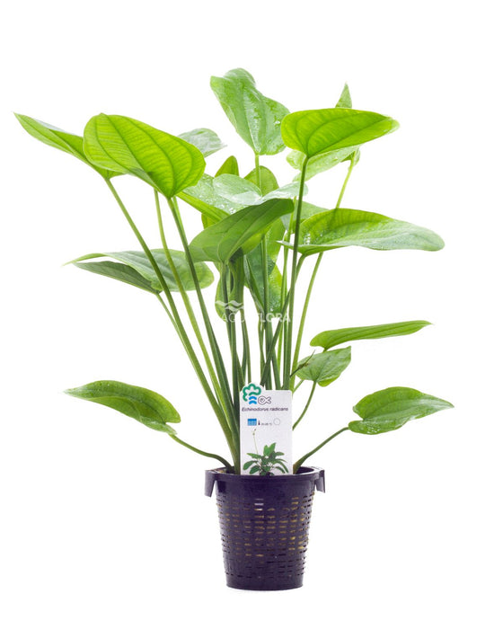 Echinodorus Indian Red | Zwaardplant | in 5 cm pot Echinodorus Indian Red | Zwaardplant | in 5 cm pot