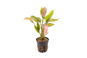 Echinodorus Rosé