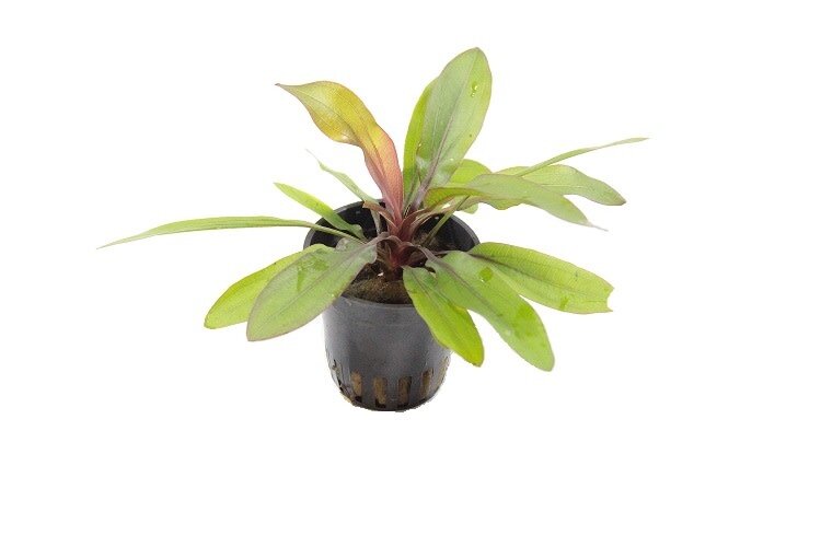 Echinodorus Rubin - Aquascape - Aquariumplanten