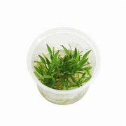 Echinodorus Tenellus - In Vitro