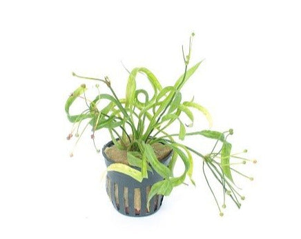 Echinodorus Vesuvius Aquariumplant