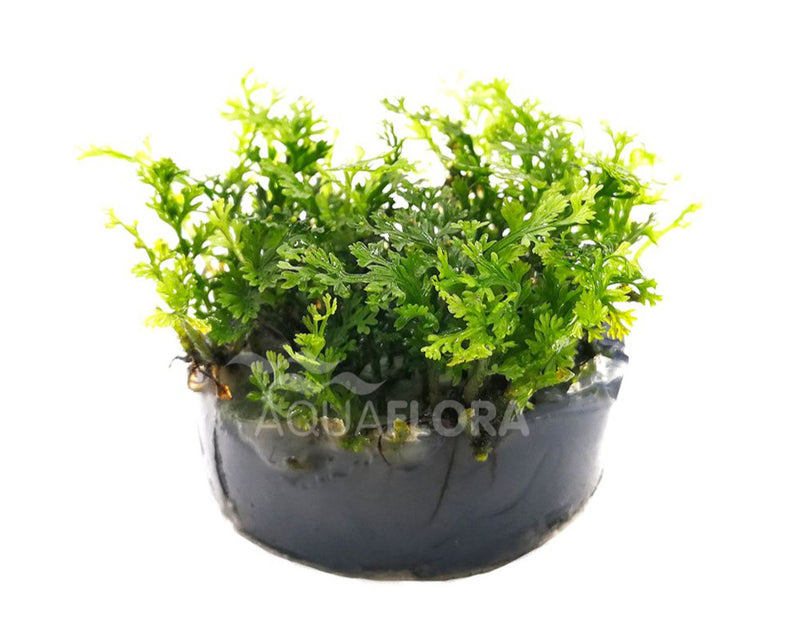 Ecoscape Bolbitis Heteroclita Difformis - In Vitro Aquariumplanten - Aquascape