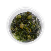 Ecoscape Bucephalandra Blue Green - In Vitro - Aquascape - Aquariumplanten