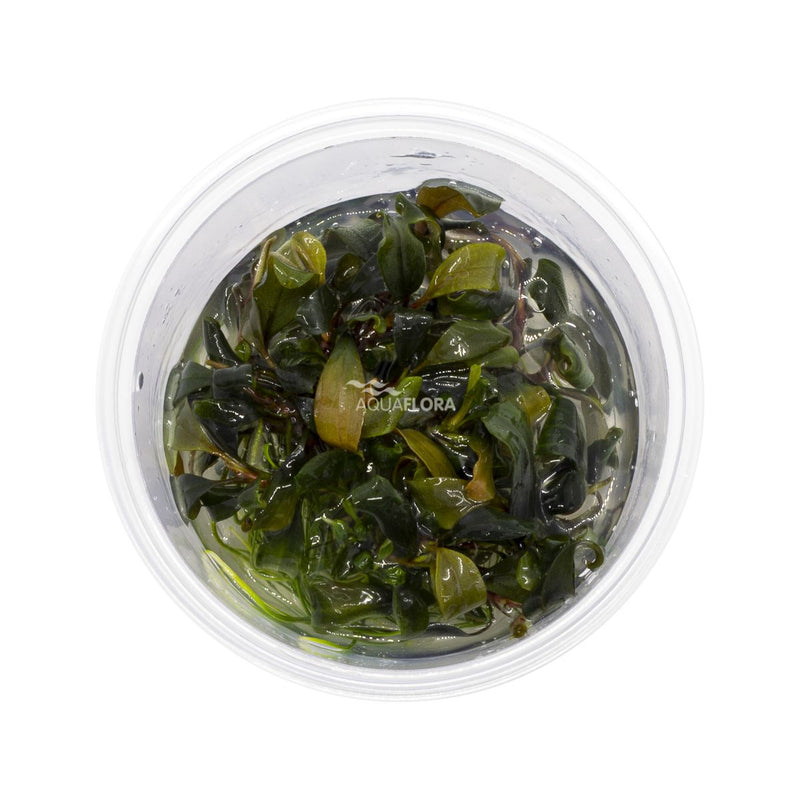 Ecoscape Bucephalandra Blue Green In Vitro aquariumplant