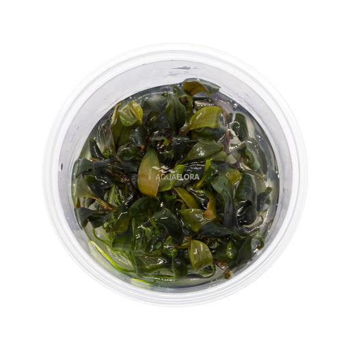 Ecoscape Bucephalandra Blue Green In Vitro aquariumplant