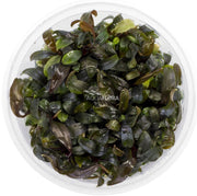 Ecoscape Bucephalandra Brownie Ghost In Vitro aquariumplant
