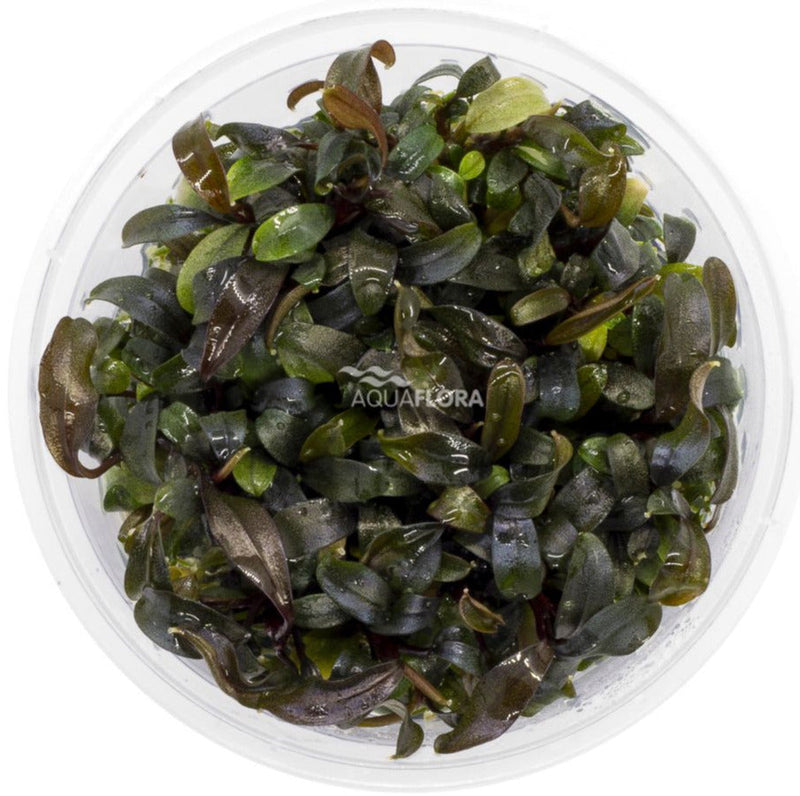 Ecoscape Bucephalandra Brownie Ghost In Vitro aquariumplant