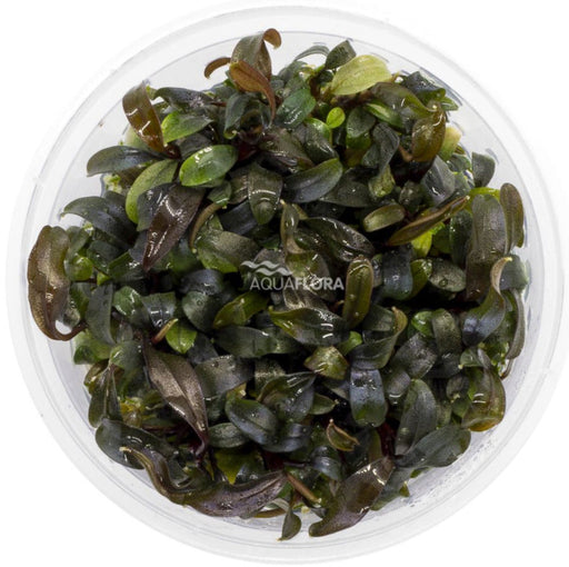 Ecoscape Bucephalandra Brownie Ghost In Vitro aquariumplant
