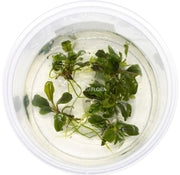 Bucephalandra Deep Purple In Vitro aquariumplant