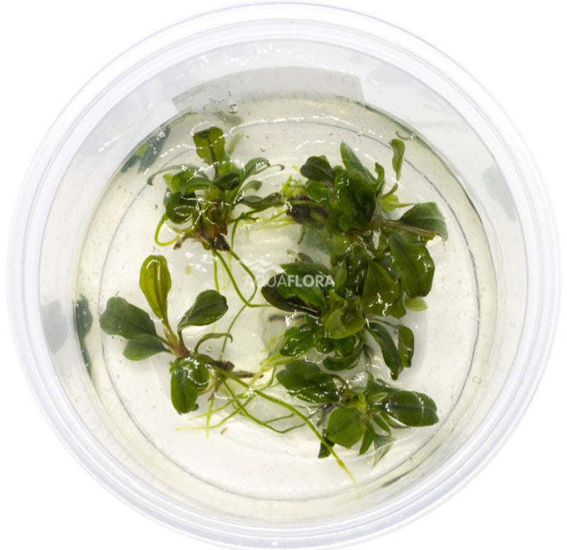 Bucephalandra Deep Purple In Vitro aquariumplant