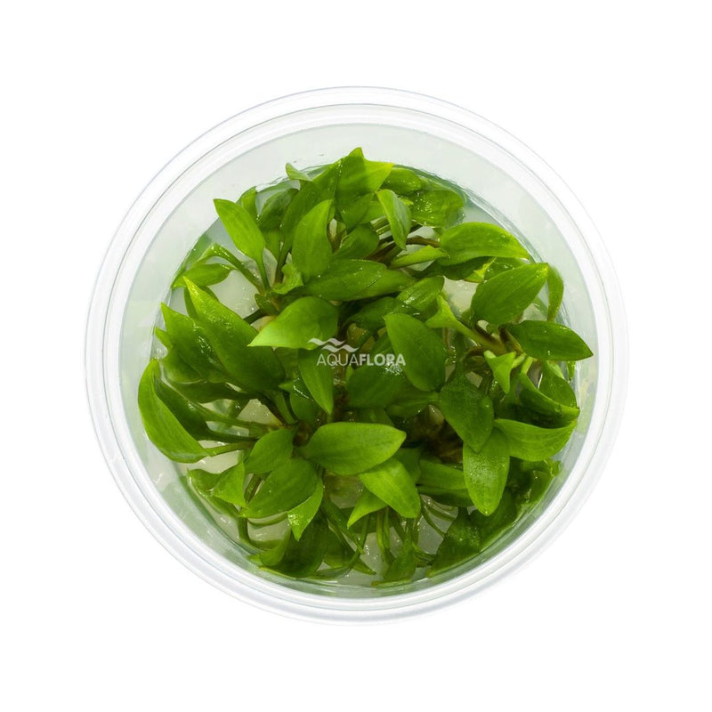 Ecoscape Cryptocoryne Pygmaea - In Vitro