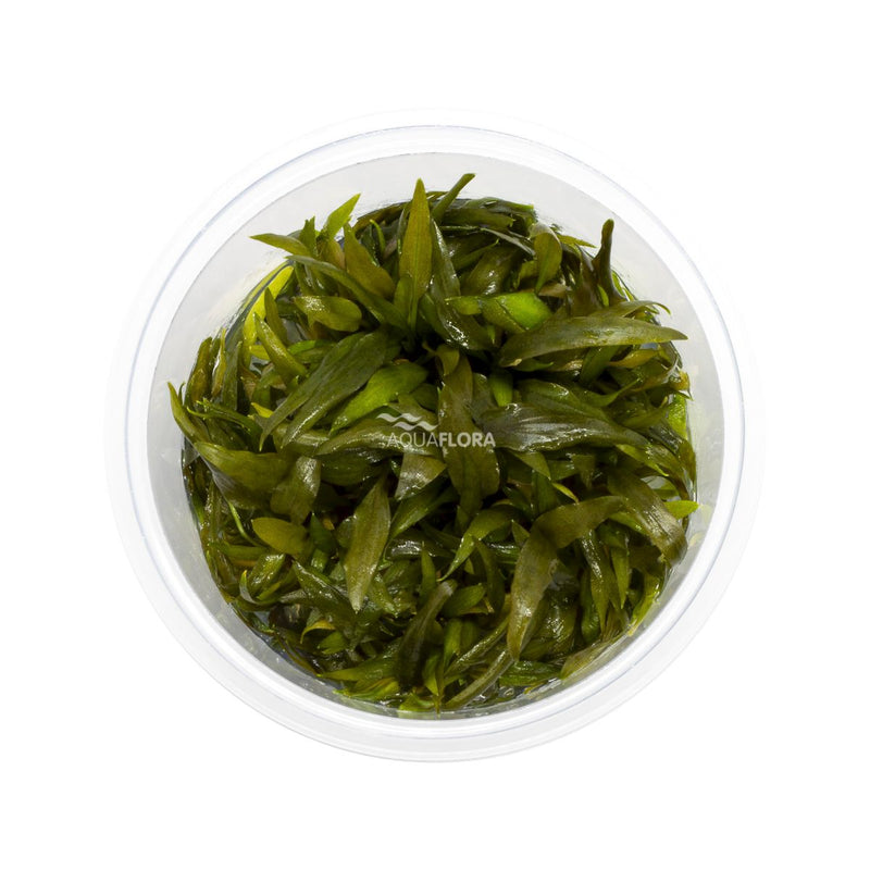 Ecoscape Cryptocoryne Rubella - In Vitro