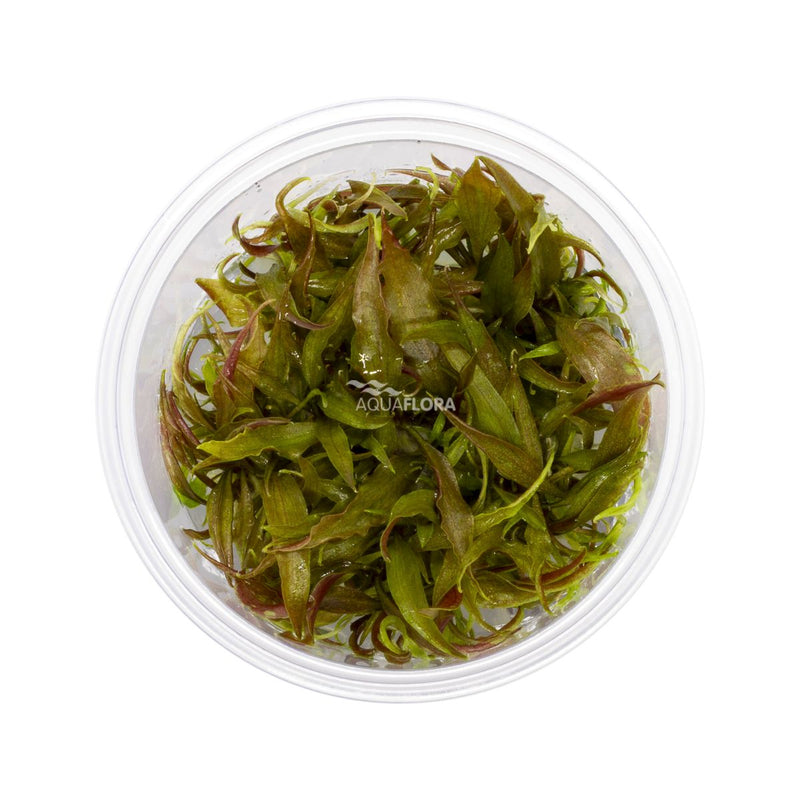 Ecoscape Cryptocoryne Usteriana - In Vitro Aquariumplanten