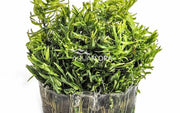 Ecoscape Didiplis Diandra - In Vitro Aquariumplanten - Aquascape