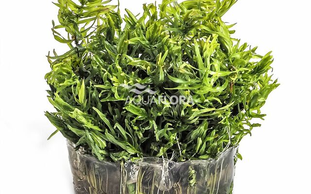 Ecoscape Didiplis Diandra - In Vitro Aquariumplanten - Aquascape