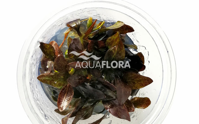 Ecoscape Echinodorus Reni - In Vitro - Aquascape - Aquariumplanten