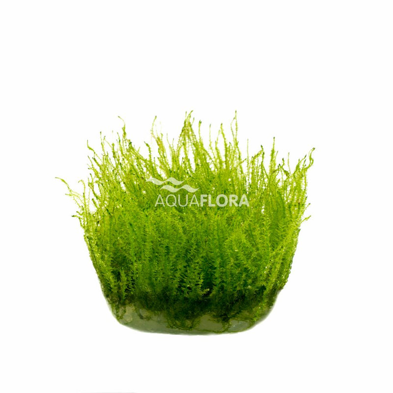 Ecoscape Leptodictyum Riparium Stringy Moss - In Vitro