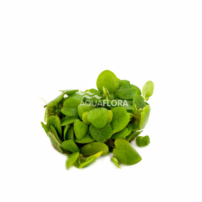 Ecoscape Limnobium Laevifolium - In Vitro
