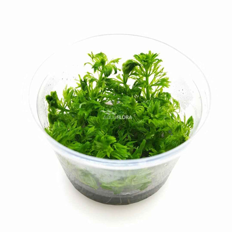 Ecoscape Limnophila Australis - In Vitro - Aquascape - Aquariumplanten