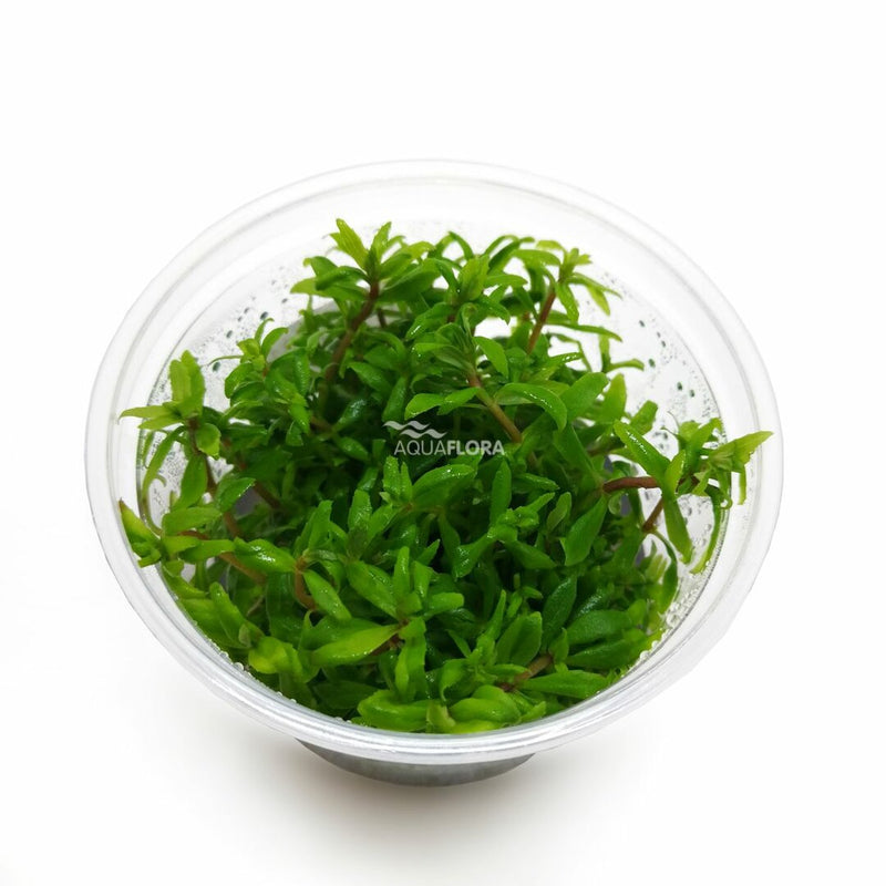 Ecoscape Limnophila sp Vietnam - In Vitro - Aquascape - Aquariumplanten