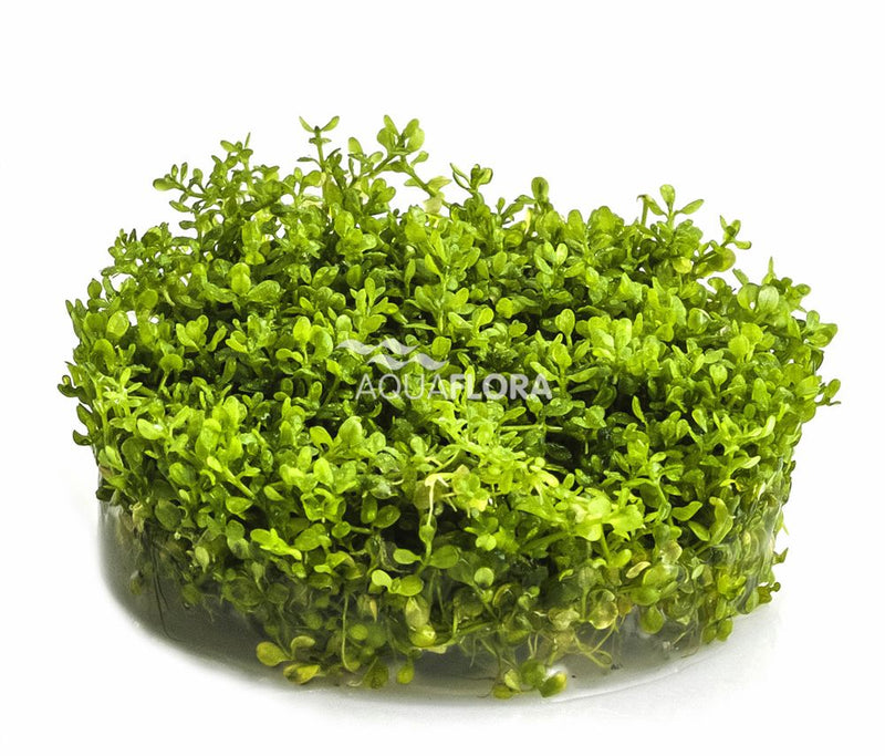Ecoscape Micranthemum Micranthemoides - In Vitro