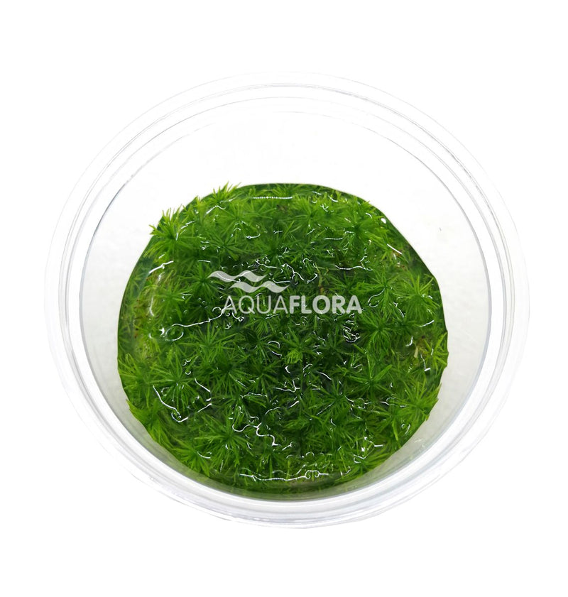 Ecoscape Myriophyllum sp. Guyana - In Vitro Aquariumplanten - Aquascape