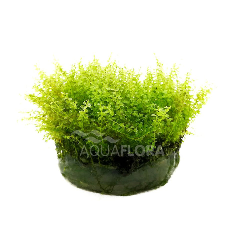 Ecoscape Plagiomnium Affine - In Vitro