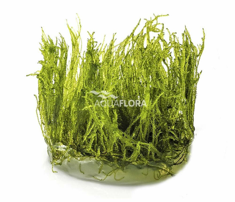 Ecoscape Taxiphyllum Alternans Taiwan Mos - In Vitro - Aquascape