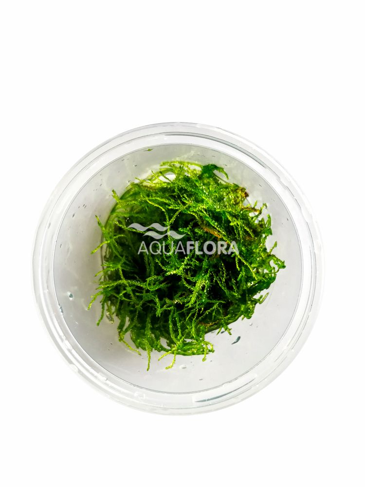 Ecoscape Taxiphyllum Barbieri Javamos - In Vitro