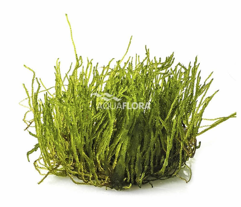 Ecoscape Taxiphyllum sp. Flame Mos - In Vitro - Aquascape
