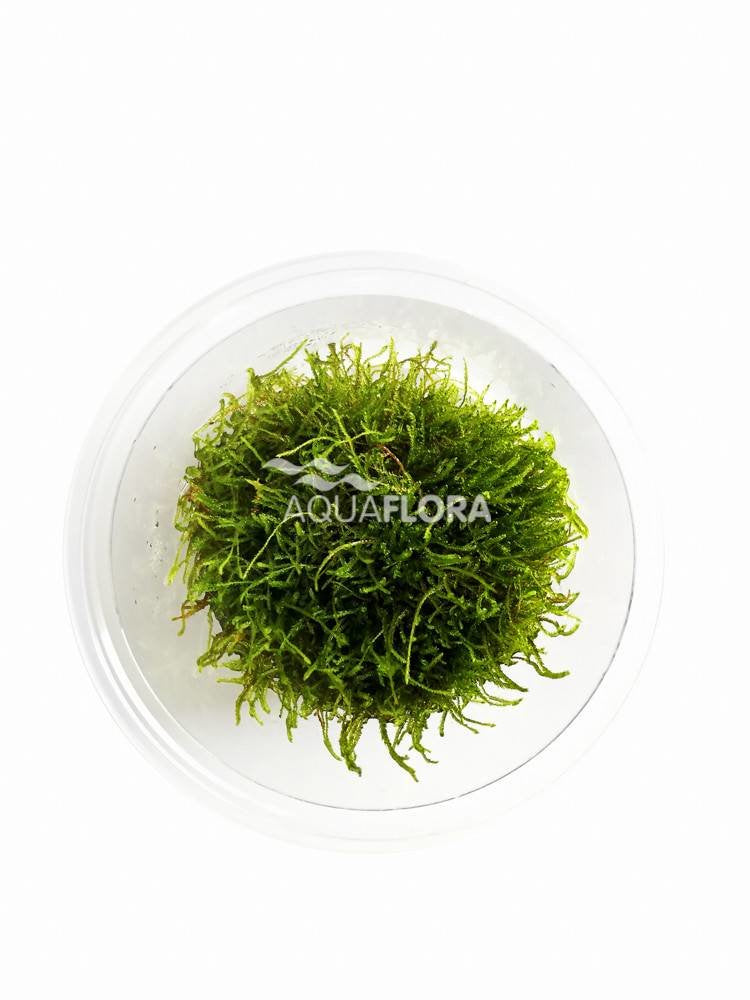 Taxiphyllum sp. Giant Mos - In Vitro Aquarium