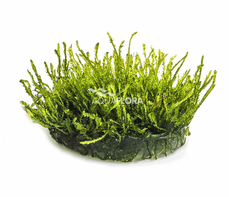 Ecoscape Vesicularia Ferriei Weeping Mos - In Vitro
